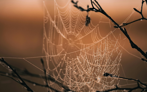 Spider Web on Brown Tree Branch during Sunset from Chrome web store to be run with OffiDocs Chromium online Spider Web on Brown Tree Branch during Sunset from Chrome web store to be run with OffiDocs Chromium online