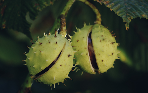 Spiky fruit from Chrome web store to be run with OffiDocs Chromium online Spiky fruit from Chrome web store to be run with OffiDocs Chromium online