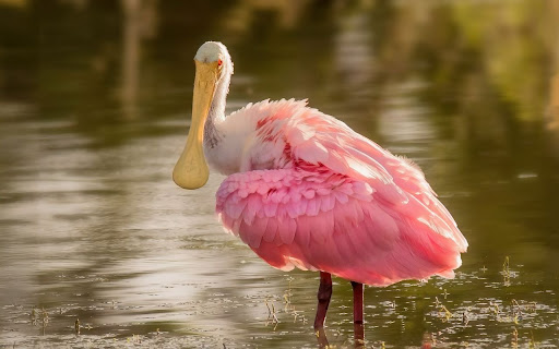 Spoonbill Theme from Chrome web store to be run with OffiDocs Chromium online Spoonbill Theme from Chrome web store to be run with OffiDocs Chromium online