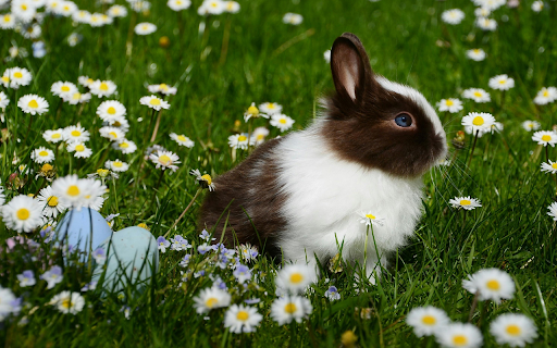 Spring Bunny Meadow Theme from Chrome web store to be run with OffiDocs Chromium online Spring Bunny Meadow Theme from Chrome web store to be run with OffiDocs Chromium online