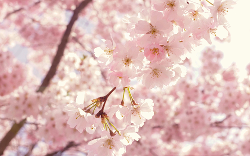 Spring Sakura Breeze Theme from Chrome web store to be run with OffiDocs Chromium online Spring Sakura Breeze Theme from Chrome web store to be run with OffiDocs Chromium online