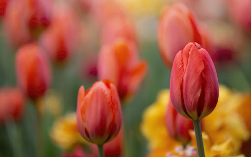 Spring Tulips from Chrome web store to be run with OffiDocs Chromium online Spring Tulips from Chrome web store to be run with OffiDocs Chromium online
