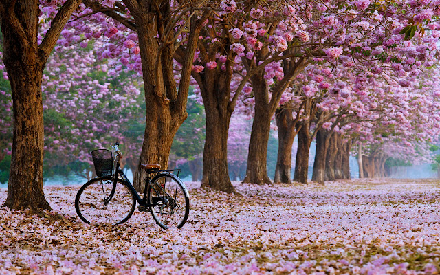 Spring Weather Berlin from Chrome web store to be run with OffiDocs Chromium online Spring Weather Berlin from Chrome web store to be run with OffiDocs Chromium online
