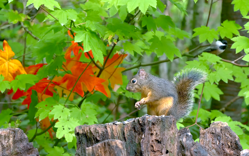Squirrel and leaves from Chrome web store to be run with OffiDocs Chromium online Squirrel and leaves from Chrome web store to be run with OffiDocs Chromium online