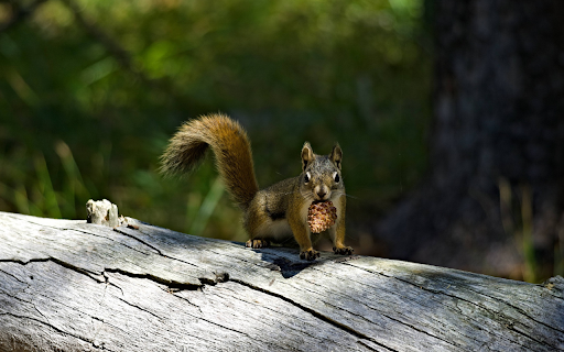 Squirrel and pinecone from Chrome web store to be run with OffiDocs Chromium online Squirrel and pinecone from Chrome web store to be run with OffiDocs Chromium online