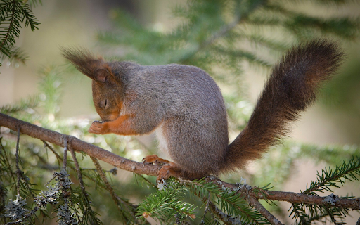 Squirrel on a pine branch from Chrome web store to be run with OffiDocs Chromium online Squirrel on a pine branch from Chrome web store to be run with OffiDocs Chromium online