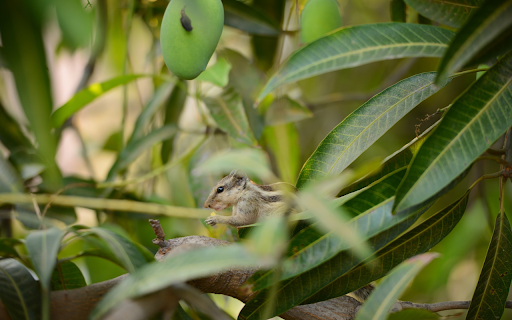 Squirrel on the mango tree from Chrome web store to be run with OffiDocs Chromium online Squirrel on the mango tree from Chrome web store to be run with OffiDocs Chromium online