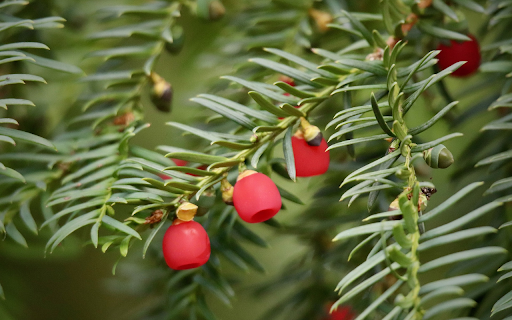 Stiff leaves and red flowers from Chrome web store to be run with OffiDocs Chromium online Stiff leaves and red flowers from Chrome web store to be run with OffiDocs Chromium online