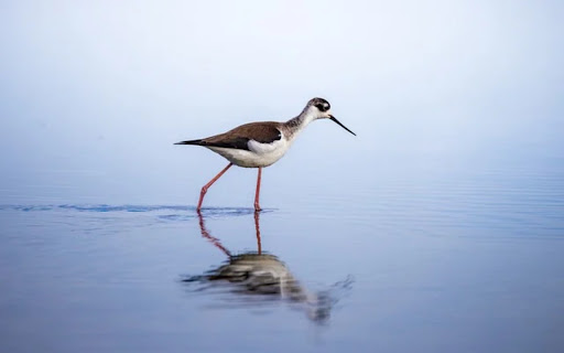 Stilt Bird Theme from Chrome web store to be run with OffiDocs Chromium online Stilt Bird Theme from Chrome web store to be run with OffiDocs Chromium online