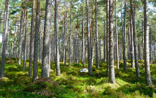 Straight pine trees from Chrome web store to be run with OffiDocs Chromium online Straight pine trees from Chrome web store to be run with OffiDocs Chromium online