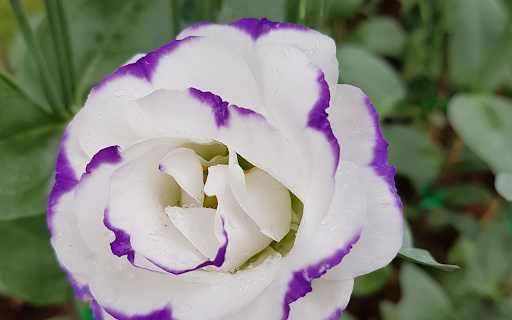 Strangely beautiful flower from Chrome web store to be run with OffiDocs Chromium online Strangely beautiful flower from Chrome web store to be run with OffiDocs Chromium online