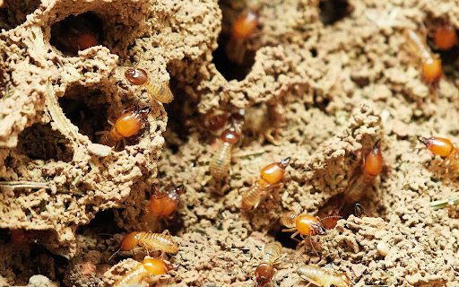 Subterranean termites from Chrome web store to be run with OffiDocs Chromium online Subterranean termites from Chrome web store to be run with OffiDocs Chromium online