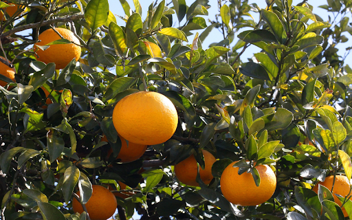 Succulent yellow orange from Chrome web store to be run with OffiDocs Chromium online Succulent yellow orange from Chrome web store to be run with OffiDocs Chromium online