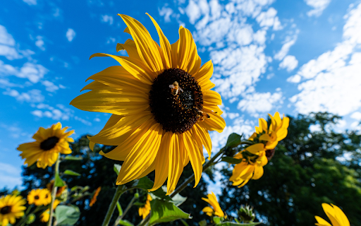 Sunflowers and bees from Chrome web store to be run with OffiDocs Chromium online Sunflowers and bees from Chrome web store to be run with OffiDocs Chromium online