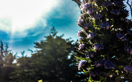 Sun Kissed Purple Blooms from Chrome web store to be run with OffiDocs Chromium online Sun Kissed Purple Blooms from Chrome web store to be run with OffiDocs Chromium online