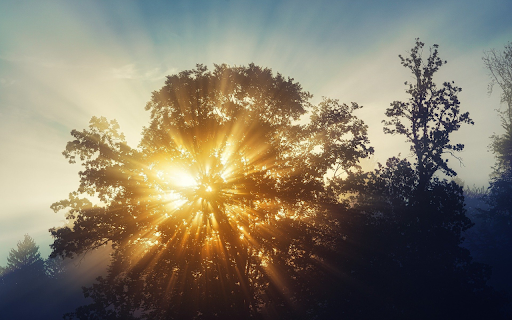 Sunlight through leaves from Chrome web store to be run with OffiDocs Chromium online Sunlight through leaves from Chrome web store to be run with OffiDocs Chromium online