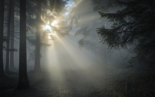 Sunlight through the forest from Chrome web store to be run with OffiDocs Chromium online Sunlight through the forest from Chrome web store to be run with OffiDocs Chromium online