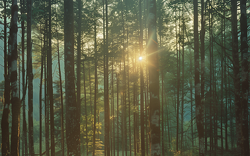 Sunrise Interface In Wild Forest from Chrome web store to be run with OffiDocs Chromium online Sunrise Interface In Wild Forest from Chrome web store to be run with OffiDocs Chromium online