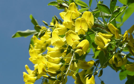 Sunshine and yellowflowers from Chrome web store to be run with OffiDocs Chromium online Sunshine and yellowflowers from Chrome web store to be run with OffiDocs Chromium online