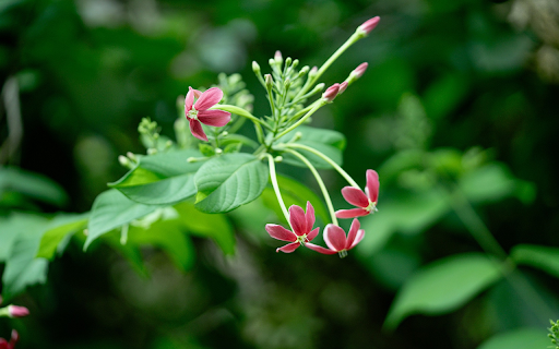 Sweet Fragrant Flowers from Chrome web store to be run with OffiDocs Chromium online Sweet Fragrant Flowers from Chrome web store to be run with OffiDocs Chromium online