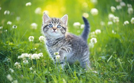Tabby Cat Wallpaper from Chrome web store to be run with OffiDocs Chromium online Tabby Cat Wallpaper from Chrome web store to be run with OffiDocs Chromium online