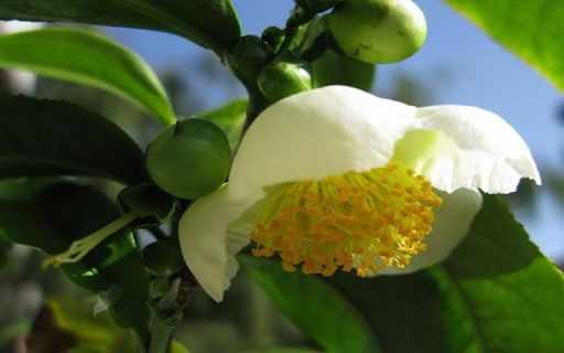 Tamanu flower wallpaper from Chrome web store to be run with OffiDocs Chromium online Tamanu flower wallpaper from Chrome web store to be run with OffiDocs Chromium online