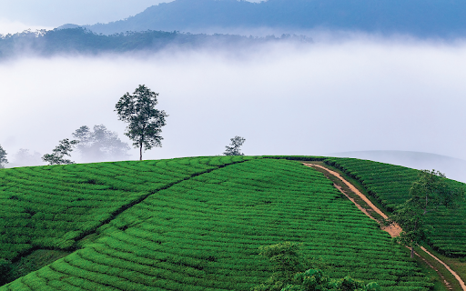 Tea Hill from Chrome web store to be run with OffiDocs Chromium online Tea Hill from Chrome web store to be run with OffiDocs Chromium online