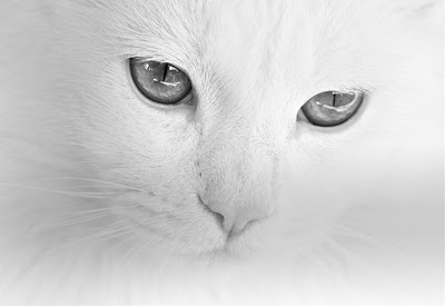 Teo the Cat from Chrome web store to be run with OffiDocs Chromium online Teo the Cat from Chrome web store to be run with OffiDocs Chromium online