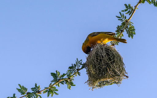 The bird builds a nest from Chrome web store to be run with OffiDocs Chromium online The bird builds a nest from Chrome web store to be run with OffiDocs Chromium online