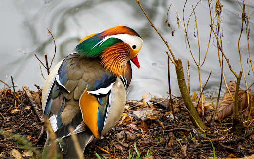 The Bird Is Brilliant from Chrome web store to be run with OffiDocs Chromium online The Bird Is Brilliant from Chrome web store to be run with OffiDocs Chromium online