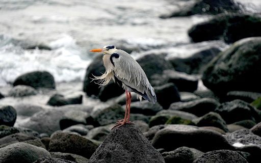 The bird stands on the rock from Chrome web store to be run with OffiDocs Chromium online The bird stands on the rock from Chrome web store to be run with OffiDocs Chromium online