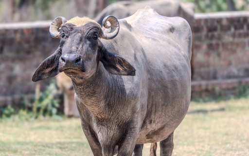 The buffalo and the curved horn from Chrome web store to be run with OffiDocs Chromium online The buffalo and the curved horn from Chrome web store to be run with OffiDocs Chromium online