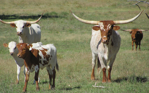 The cow and its long horns from Chrome web store to be run with OffiDocs Chromium online The cow and its long horns from Chrome web store to be run with OffiDocs Chromium online