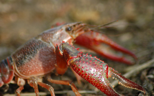 The crab has red claws from Chrome web store to be run with OffiDocs Chromium online The crab has red claws from Chrome web store to be run with OffiDocs Chromium online