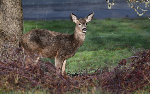 The deer is waiting for you from Chrome web store to be run with OffiDocs Chromium online The deer is waiting for you from Chrome web store to be run with OffiDocs Chromium online