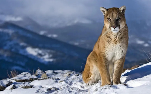 The Eastern Leopard: A Ghost of the Wild from Chrome web store to be run with OffiDocs Chromium online The Eastern Leopard: A Ghost of the Wild from Chrome web store to be run with OffiDocs Chromium online