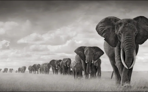 The Elephant Herd: Strength and Unity in the Wild from Chrome web store to be run with OffiDocs Chromium online The Elephant Herd: Strength and Unity in the Wild from Chrome web store to be run with OffiDocs Chromium online
