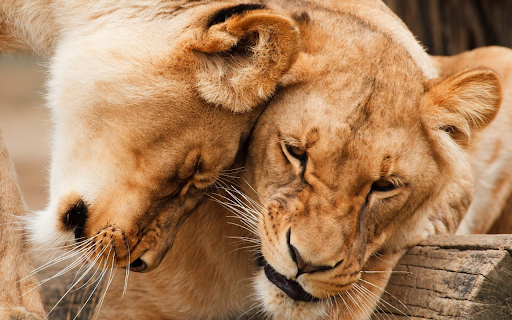 The fierce love of a lion from Chrome web store to be run with OffiDocs Chromium online The fierce love of a lion from Chrome web store to be run with OffiDocs Chromium online