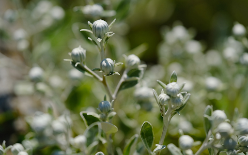 The flower buds are round from Chrome web store to be run with OffiDocs Chromium online The flower buds are round from Chrome web store to be run with OffiDocs Chromium online