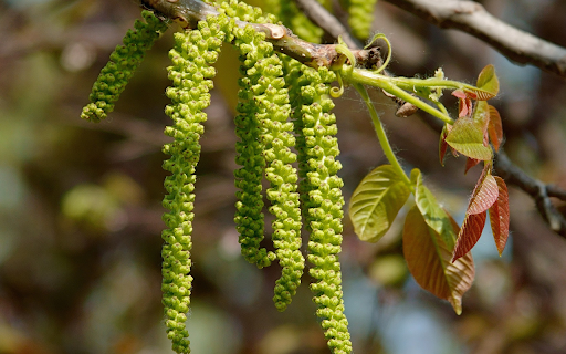 The flower clusters at the top of the tree from Chrome web store to be run with OffiDocs Chromium online The flower clusters at the top of the tree from Chrome web store to be run with OffiDocs Chromium online