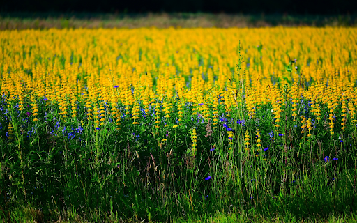 The flower field is burning from Chrome web store to be run with OffiDocs Chromium online The flower field is burning from Chrome web store to be run with OffiDocs Chromium online