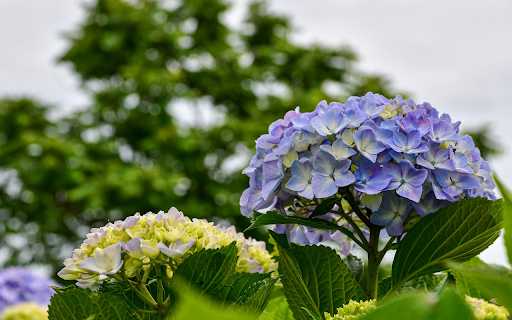 The flower garden blooms from Chrome web store to be run with OffiDocs Chromium online The flower garden blooms from Chrome web store to be run with OffiDocs Chromium online