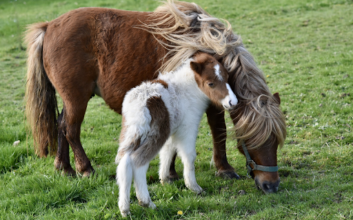 The foal is shy next to its mother from Chrome web store to be run with OffiDocs Chromium online The foal is shy next to its mother from Chrome web store to be run with OffiDocs Chromium online