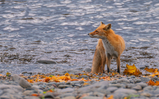 The fox and the falling yellow leaves from Chrome web store to be run with OffiDocs Chromium online The fox and the falling yellow leaves from Chrome web store to be run with OffiDocs Chromium online
