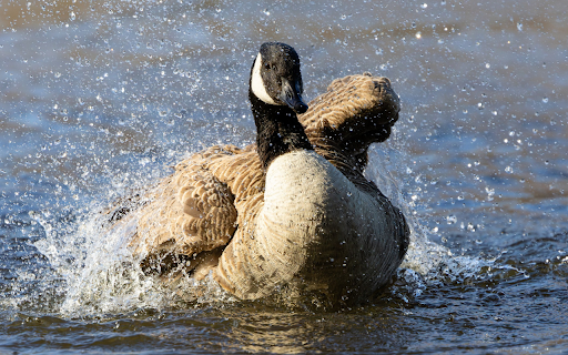 The goose is bathing in the lake from Chrome web store to be run with OffiDocs Chromium online The goose is bathing in the lake from Chrome web store to be run with OffiDocs Chromium online