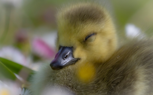 The goose is dreamy from Chrome web store to be run with OffiDocs Chromium online The goose is dreamy from Chrome web store to be run with OffiDocs Chromium online