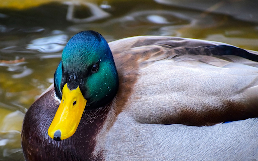 The Green Headed, Yellow Beaked Duck from Chrome web store to be run with OffiDocs Chromium online The Green Headed, Yellow Beaked Duck from Chrome web store to be run with OffiDocs Chromium online