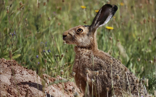 The hare digs a hole from Chrome web store to be run with OffiDocs Chromium online The hare digs a hole from Chrome web store to be run with OffiDocs Chromium online