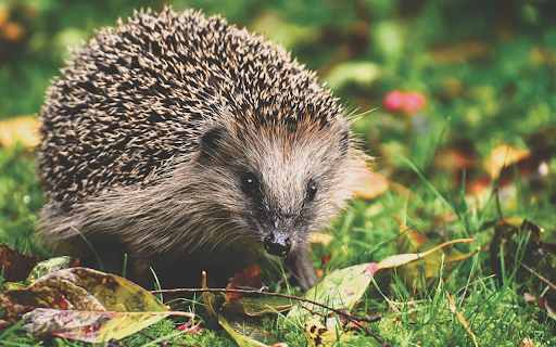 The hedgehog goes looking for food from Chrome web store to be run with OffiDocs Chromium online The hedgehog goes looking for food from Chrome web store to be run with OffiDocs Chromium online