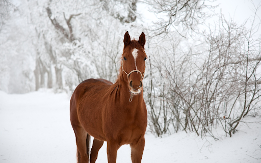 The horse is healthy from Chrome web store to be run with OffiDocs Chromium online The horse is healthy from Chrome web store to be run with OffiDocs Chromium online